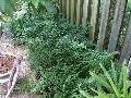 Leatherleaf Fern